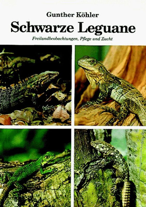 Schwarze Leguane