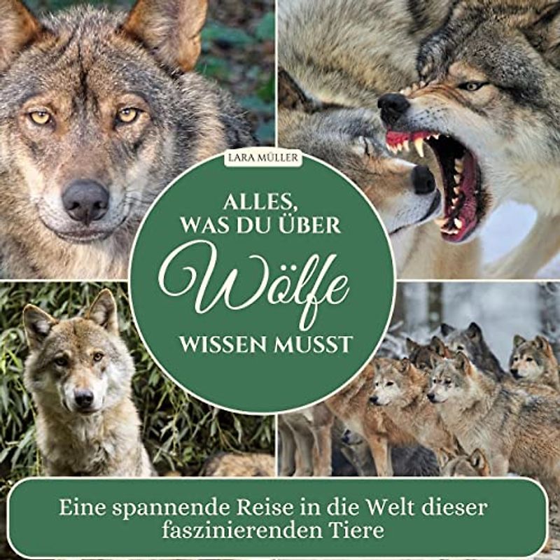 Alles, was du über Wölfe wissen musst: Eine spannende Reise in die Welt dieser faszinierenden Tiere