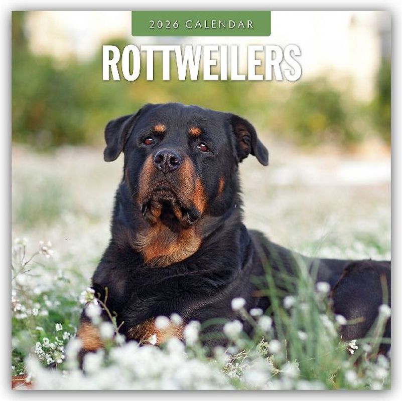 Rottweilers 2026 Square Wall Calendar
