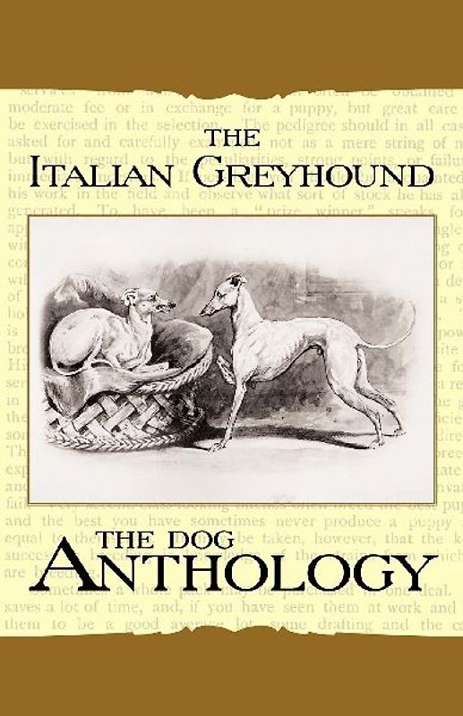 The Italian Greyhound