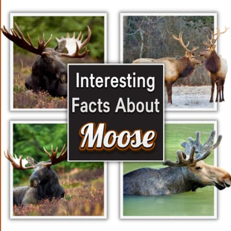 Interesting Facts About Moose: Moose Picture Book for Children's / Learn Facts About the Moose for Kids