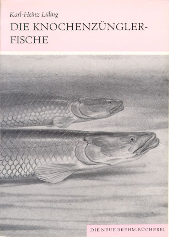 Die Knochenzünglerfische
