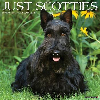 Scotties 2026 12 X 12 Wall Calendar