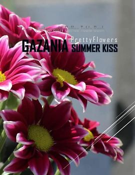 GAZANIA SUMMER KISS P r e t t y F l ow e r s Photography Coffee Table Book: GAZANIA Flowers; Photography Coffee Table Book for All: An Amazing Group ... ,Flowers Lovers . Paperback March 24,2023 .