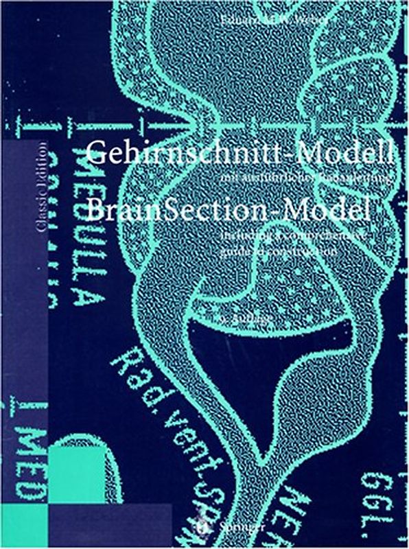 Gehirnschnitt-Modell/Brain Section Model
