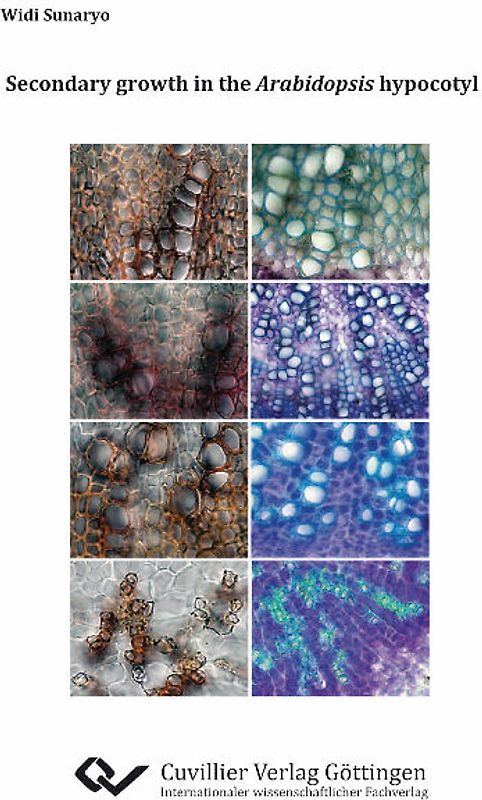 Secondary growth in the Arabidopsis hypocotyl