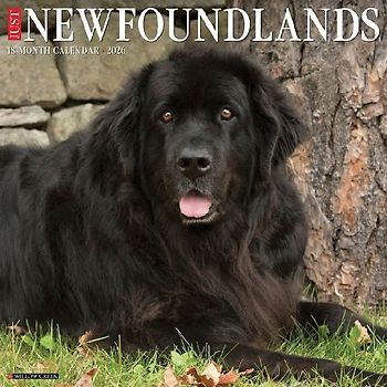 Newfoundlands 2026 12 X 12 Wall Calendar