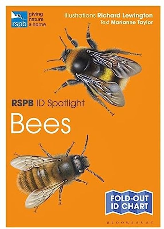 Rspb Id Spotlight - Bees