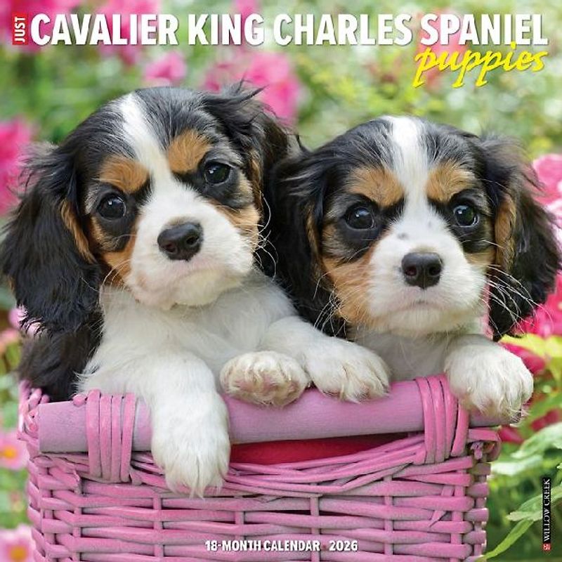 Cavalier King Charles Spaniel Puppies 2026 12 X 12 Wall Calendar