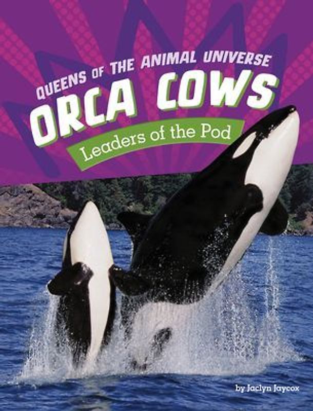 Orca Cows