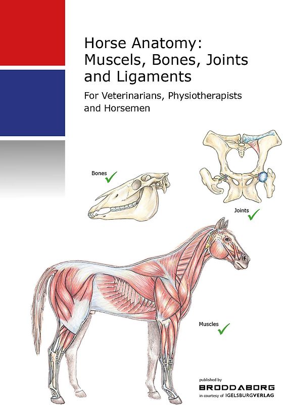 Veterinary Horse Anatomy Muscels and Bones
