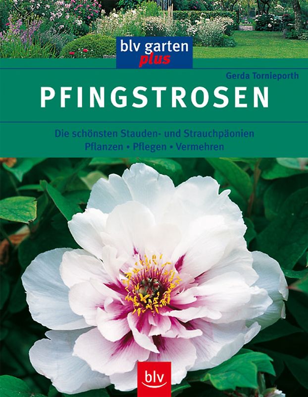 Pfingstrosen