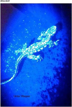 Unter Wasser