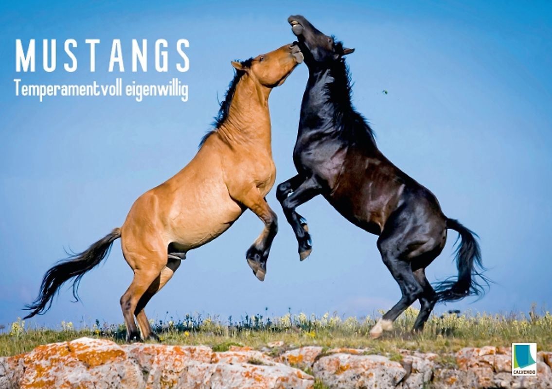 Temperamentvoll eigenwillig: Mustangs (Tischaufsteller DIN A5 quer)