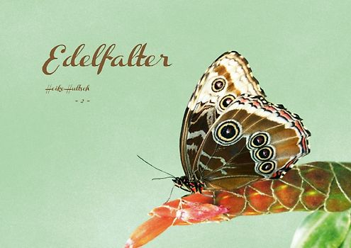 Edelfalter - 2 - (Posterbuch DIN A4 quer)