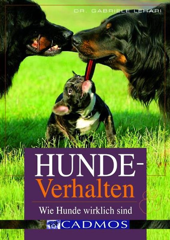 Hundeverhalten